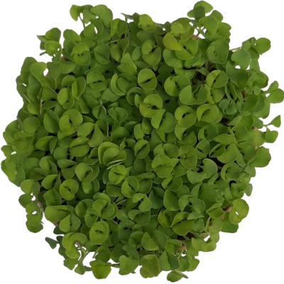 albahaca microgreen